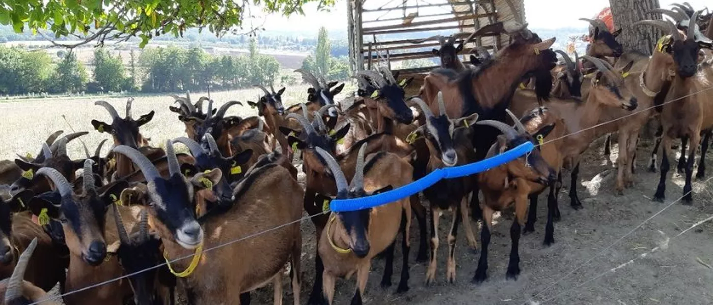 France Culture // Grand Prix AFJA 2019 Catégorie audiovisuelle «Paysans-chercheurs : ils régénèrent l'agriculture», un Grand Reportage d’Anne-Laure Chouin, journaliste de la rédaction de France Culture