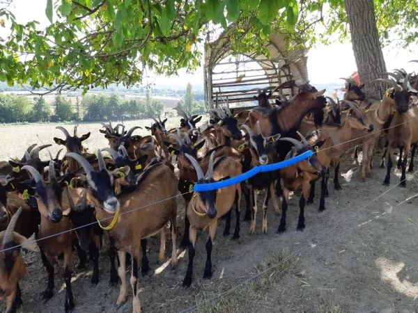 France Culture // Grand Prix AFJA 2019 Catégorie audiovisuelle «Paysans-chercheurs : ils régénèrent l'agriculture», un Grand Reportage d’Anne-Laure Chouin, journaliste de la rédaction de France Culture